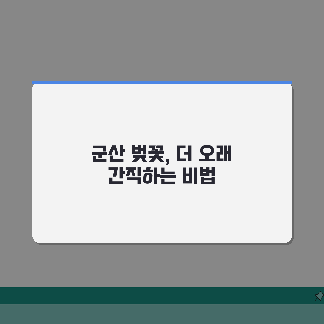 군산 벚꽃 여행가이드 2026 | 은파호수공원/선유도 개화시기 + 드라이브코스 추천!